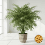 Areca Palm Seeds | Bring Tropical Paradise Home | Pack of 5
