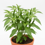 Chilli (Mirch) Hybrid Seeds | हरी मिर्च के बीज