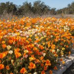 California Poppy Mix Color Flower Seeds - Image 2