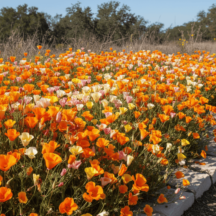 California Poppy Mix Color Flower Seeds - Image 2