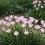 Rain Lily Bulbs – Pack of 10