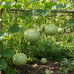 Round Bottle Gourd Seeds | Gol Ghiya | Best Quality Hybrid | Home Garden Pack