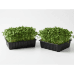 Kale Green Microgreens Seeds Easy to Grow Indoors Your Super Salad product image in Microgreen Seeds at V Square Retail