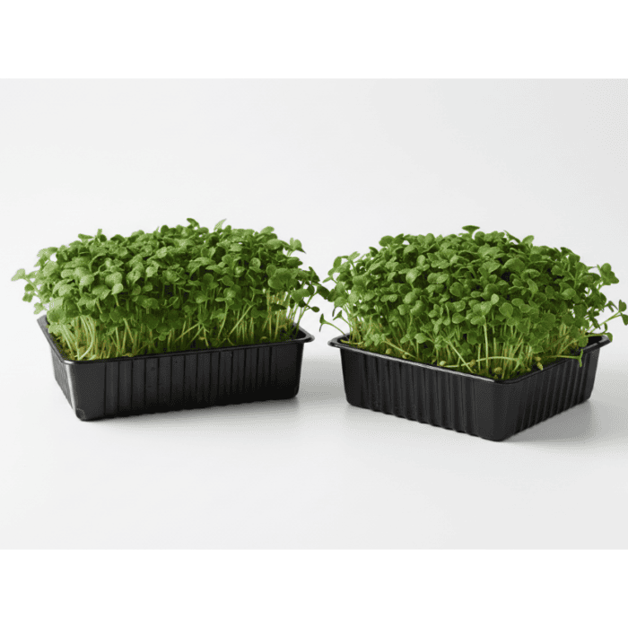 Kale Green Microgreens Seeds Easy to Grow Indoors Your Super Salad product image in Microgreen Seeds at V Square Retail