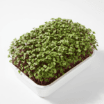 Knol Khol Purple Microgreens Seeds Easy to Grow Indoors Super Salad Greens product image in Microgreen Seeds at V Square Retail