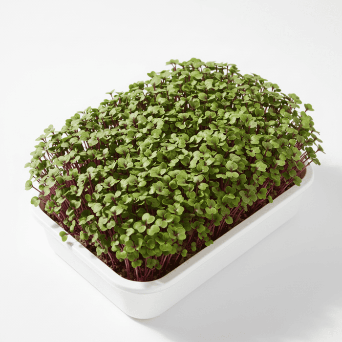 Knol Khol Purple Microgreens Seeds Easy to Grow Indoors Super Salad Greens product image in Microgreen Seeds at V Square Retail