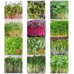 Premium Microgreens Seeds 12 Varieties with Cocopeat Soil for Organic Germination-Combo | Non-GMO | With Growing Instructions | Grow Your Own Super Salad - Image 3