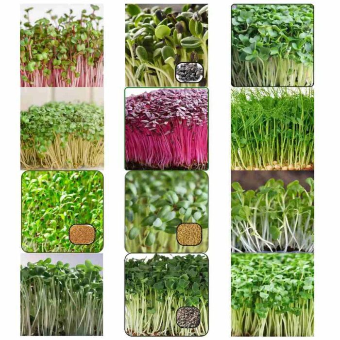 Premium Microgreens Seeds 12 Varieties with Cocopeat Soil for Organic Germination-Combo | Non-GMO | With Growing Instructions | Grow Your Own Super Salad - Image 3