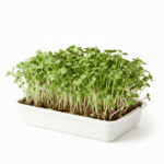 Mustard Microgreens Organic Seeds Grow Your Own Super Salad product image in Microgreen Seeds at V Square Retail