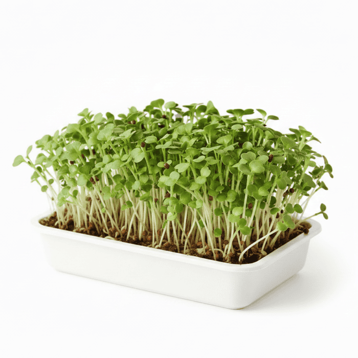 Mustard Microgreens Organic Seeds Grow Your Own Super Salad product image in Microgreen Seeds at V Square Retail
