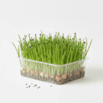 Onion Microgreens Organic Seeds Non-GMO Grow Your Own Super Salad product image in Microgreen Seeds at V Square Retail