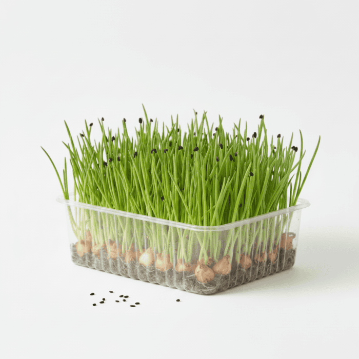 Onion Microgreens Organic Seeds Non-GMO Grow Your Own Super Salad product image in Microgreen Seeds at V Square Retail