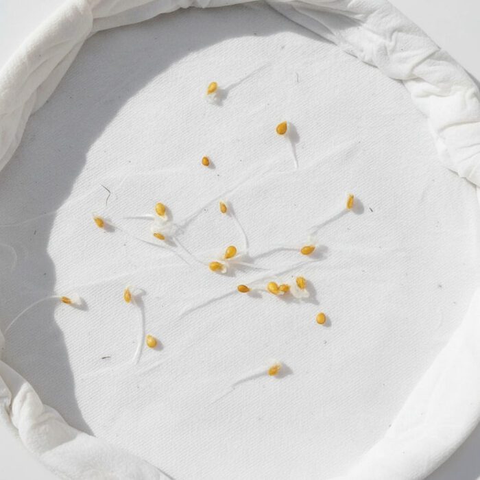Organic cherry tomato seeds for planting in a home vegetable garden.