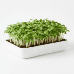 Pak Choi Microgreens Seeds Super Salad Greens Easy to Grow Indoors product image in Microgreen Seeds at V Square Retail