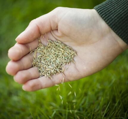 Premium grass seeds 50 g pack for home lawn planting.