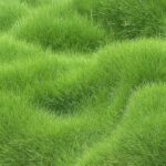 Premium grass seeds 50 g pack for growing a green lawn.