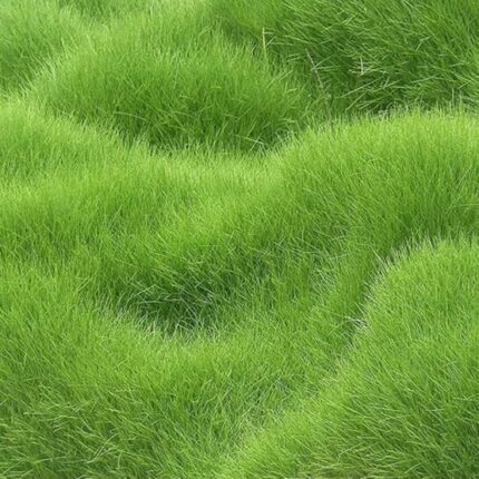 Premium grass seeds 50 g pack for growing a green lawn.