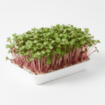 Radish Microgreens Seeds Mooli म ल क ब ज Fast-Growing Fresh Healthy Sprouts product image in Microgreen Seeds at V Square Retail