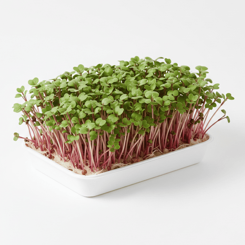 Radish Microgreens Seeds Mooli म ल क ब ज Fast-Growing Fresh Healthy Sprouts Product Image - Microgreen Seeds Radish Microgreens Seeds Mooli म ल क ब ज Fast-Growing Fresh Healthy Sprouts product image in Microgreen Seeds at V Square Retail