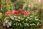Exotic Flower Bulbs Combo | 6 Variety | Calla Lily, Football Lily, Amar Lily, Rain Lily, Caladium & Tuberose (2 Bulbs Each) - Image 2