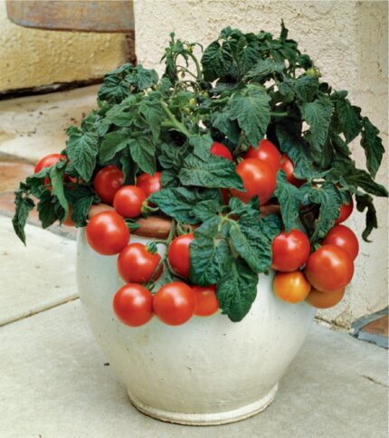 Easy to grow tomato seeds for home vegetable gardening