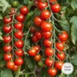 Tomato seeds for growing fresh tomatoes in a home vegetable garden