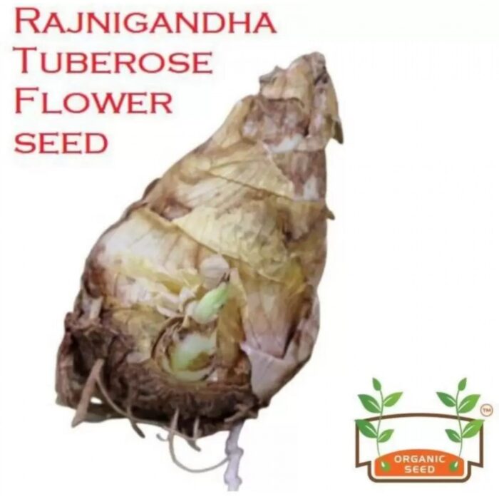 Mixed color Rajnigandha tuberose flower bulbs, pack of 10, for fragrant garden blooms.