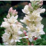 Premium Tuberose/Rajnigandha Flower Bulbs for Stunning Summer (Pack of 100 Bulbs Small Size)