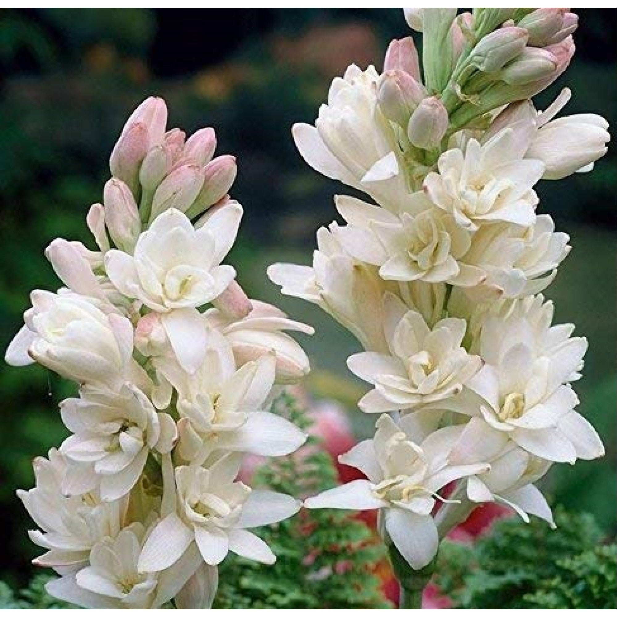 tuberose-2000x2000w_3bf29fa2-cbc9-4404-b0a5-7f007d9aa868.jpg Premium Tuberose/Rajnigandha Flower Bulbs for Stunning Summer (Pack of 100 Bulbs Small Size) - Image 1