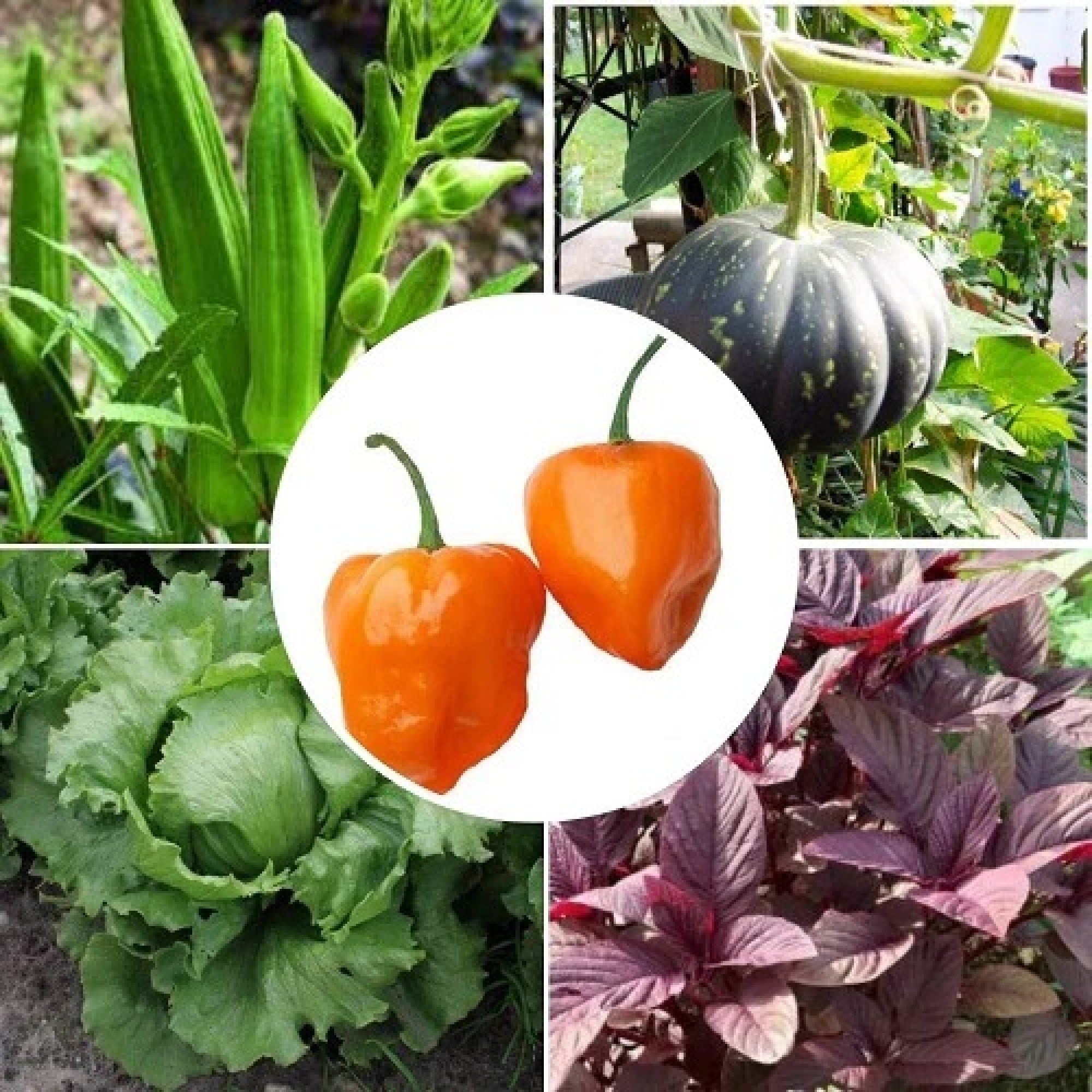 vegetablepack14_500x-2000x2000-1.jpg Winter Vegetable Seeds Combo Pack (Set of 5 Packets) | Lady Finger, Pumpkin, Chaulai, Lettuce, Pepper - Image 1