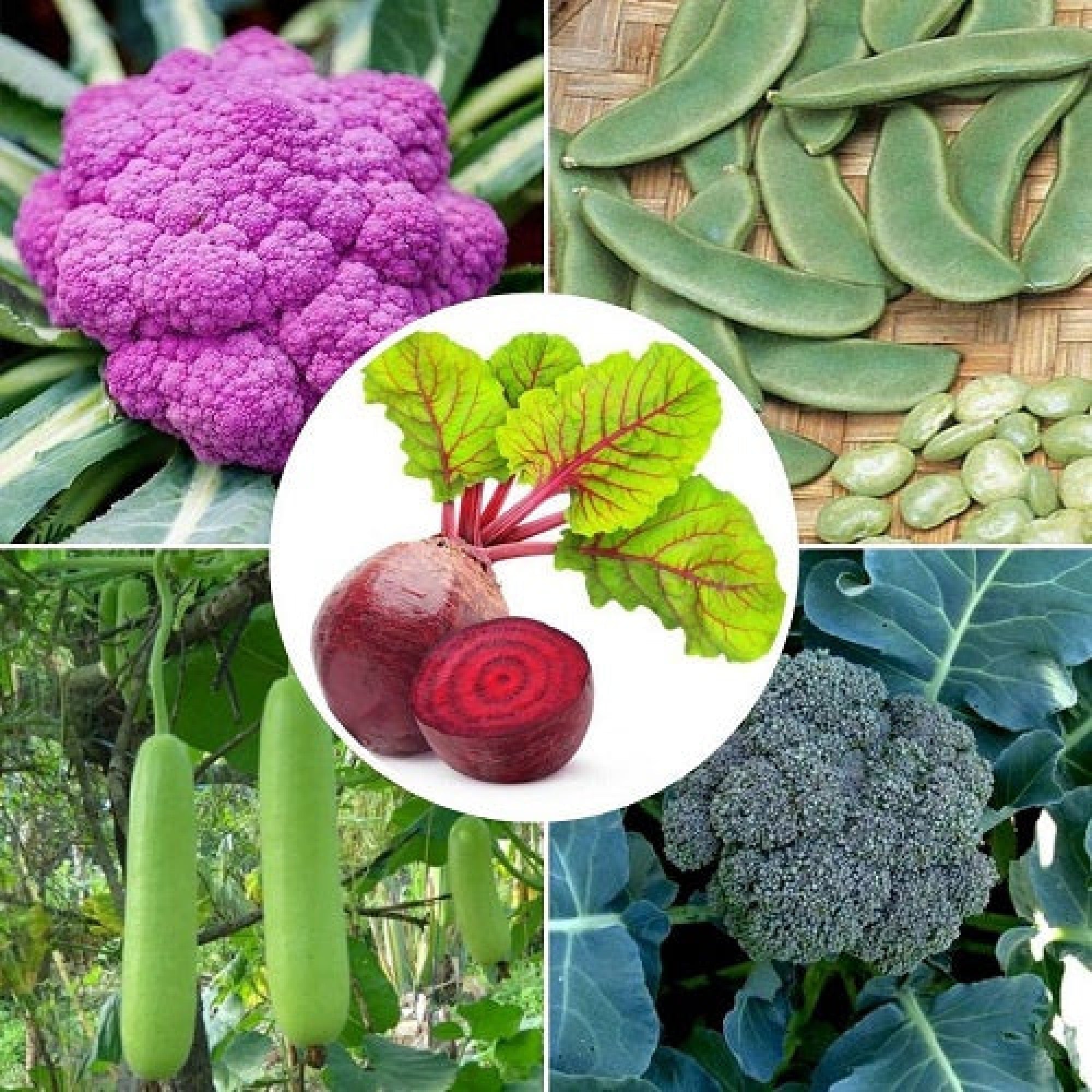 vegetableseedspack11_500x-2000x2000-1.jpg Winter Vegetable Seeds Combo Pack (Set of 5 Packets) | Cauliflower, Beetroot, Broccoli, Lima Flat Beans, Bottle Gourd - Image 1